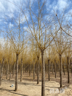 12公分金丝垂柳