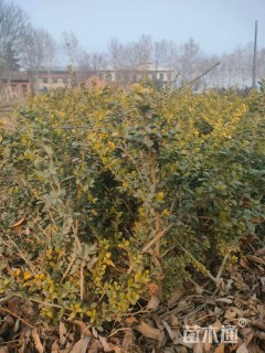 高度30厘米龟甲冬青