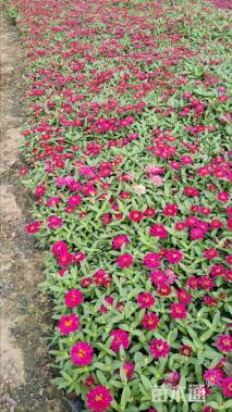 高度20厘米百日草