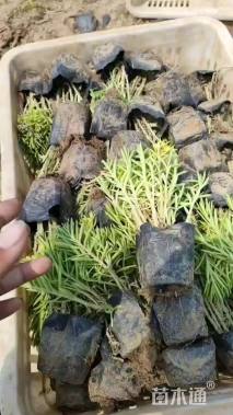 高度7厘米佛甲草