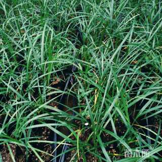 裸干高5厘米棍棒椰子