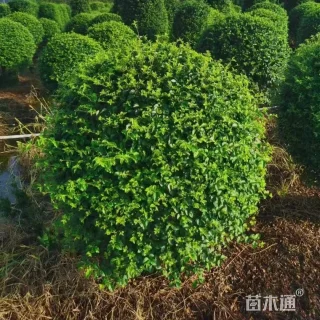 冠幅150厘米小叶女贞球