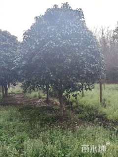 冠幅350厘米桂花球