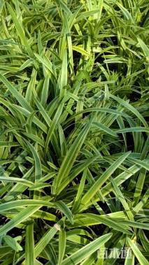 高度15厘米金边麦冬