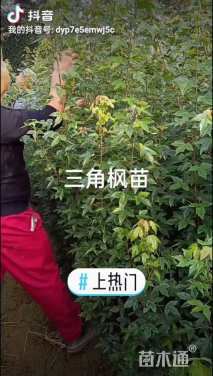 2公分三角枫