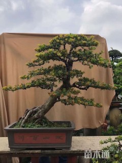 10公分小叶罗汉松