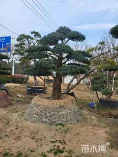 30公分罗汉松