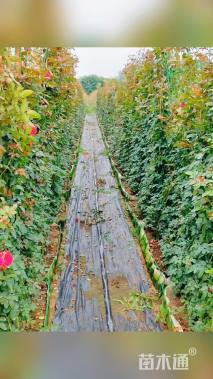 高度200厘米月季