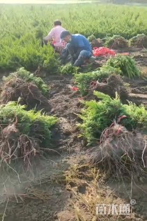 高度35厘米小龙柏