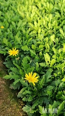 高度15厘米黄金菊