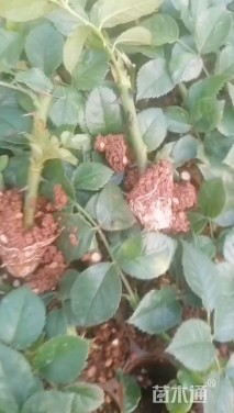 高度10厘米丰花月季