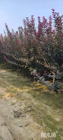 3公分紫叶李