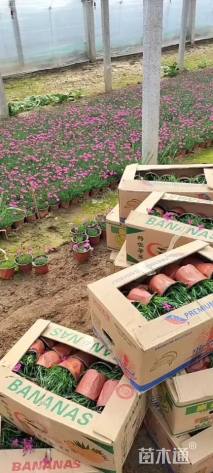 高度11厘米欧石竹