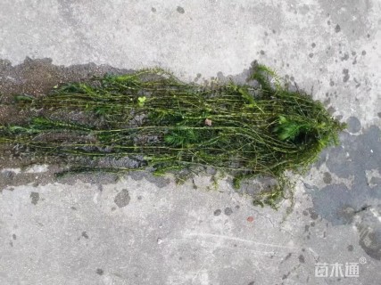 高度30厘米金鱼藻