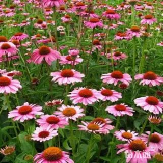 高度20厘米松果菊
