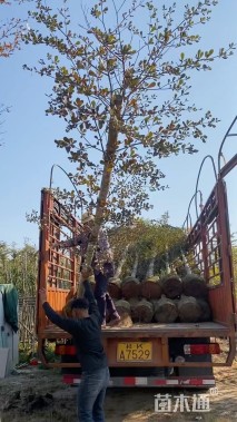 10公分小叶榄仁