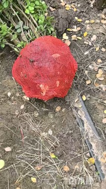 高度200厘米北海道黄杨