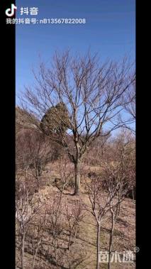 20公分红枫