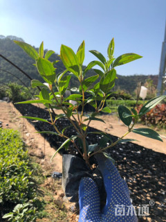 高度40厘米牡丹