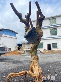 高度210厘米紫杯苋