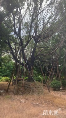 30公分朴树
