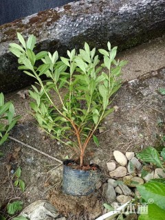 高度40厘米红花继木