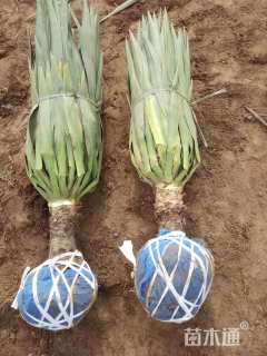 高度60厘米剑麻