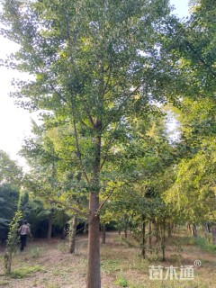 20公分银杏