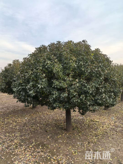 10公分高杆卫矛球