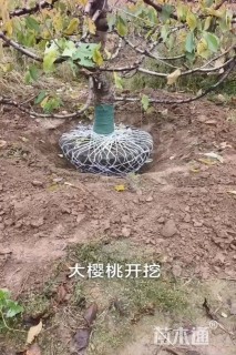 18公分樱桃