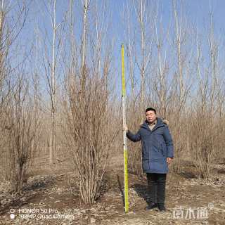 高度200厘米丛生石榴