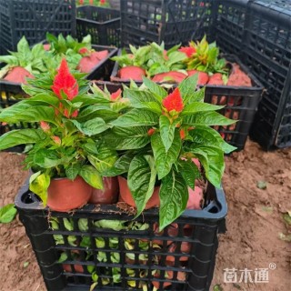 高度45厘米穗状鸡冠花
