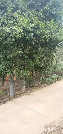 25公分桂花