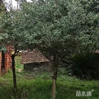 枸骨