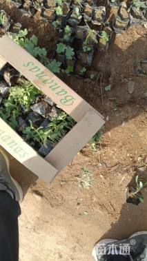 高度10厘米飞燕草