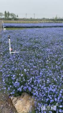 高度45厘米蓝花亚麻