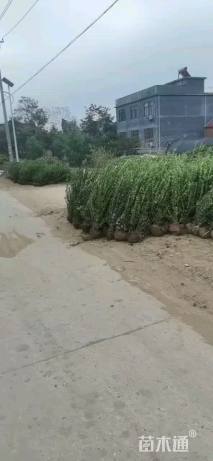 冠幅10厘米卫矛球