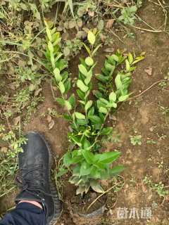 高度30厘米金森女贞小苗