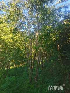 高度800厘米丛生五角枫