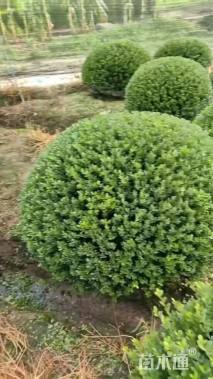 高度120厘米完美冬青球