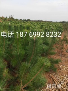 高度80厘米黑松