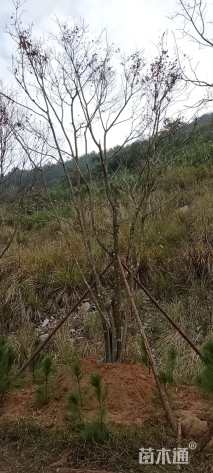 60公分丛生朴树