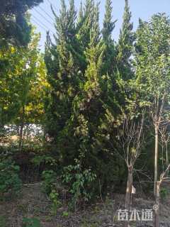 高度650厘米柏树