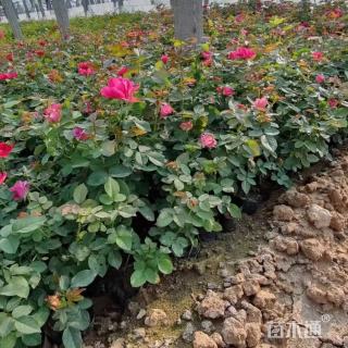 高度50厘米丰花月季