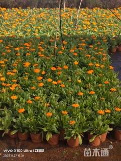 高度20厘米金盏菊