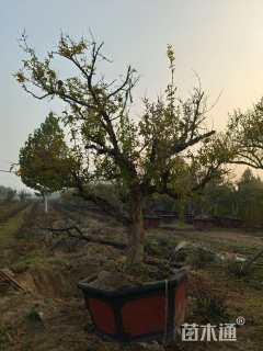 高度350厘米果石榴