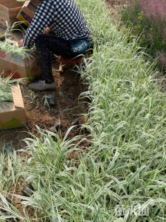 高度40厘米银边山菅兰