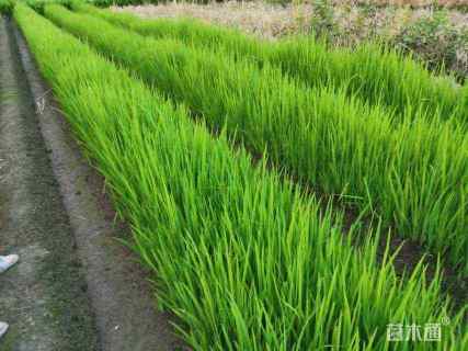 高度20厘米黄菖蒲