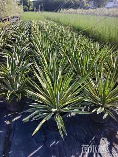 高度60厘米金边凤尾兰