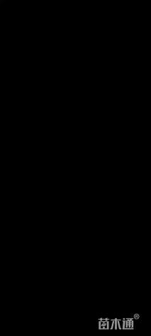 高度60厘米再力花